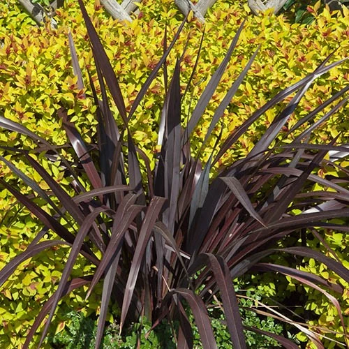 Phormium 'Black Adder' 3 Phormium 'Black Adder' - Image 3