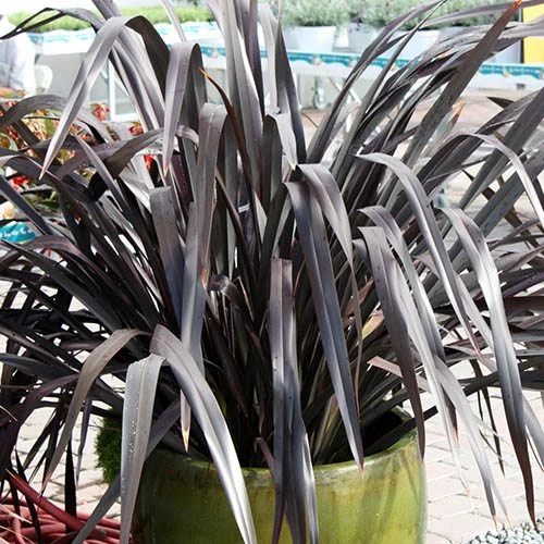 Phormium 'Black Adder' 4 Phormium 'Black Adder' - Image 4