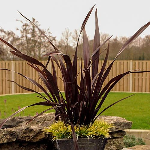 Phormium 'Black Adder' 5 Phormium 'Black Adder' - Image 5