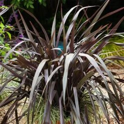 Phormium 'Black Adder' 14 Phormium 'Black Adder' -You Garden 560481 5