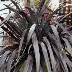 Phormium 'Black Adder' 15 Phormium 'Black Adder' -You Garden 560481 6