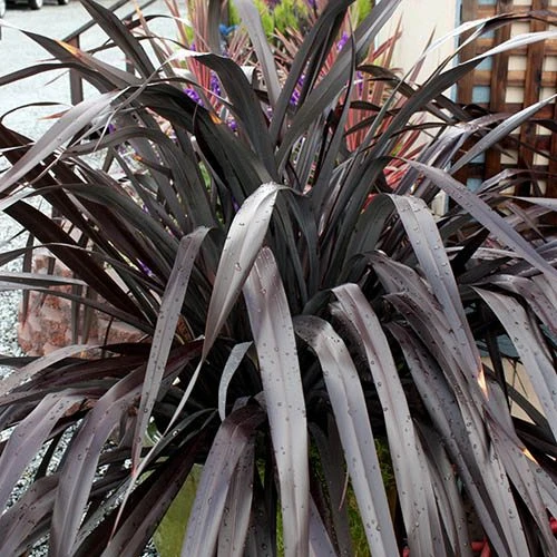 Phormium 'Black Adder' 7 Phormium 'Black Adder' - Image 7