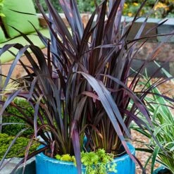Phormium 'Black Adder' 16 Phormium 'Black Adder' -You Garden 560481 7
