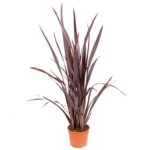 Phormium 'Black Adder' 9 Phormium 'Black Adder' - Image 9