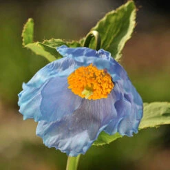 Blue Himalayan Poppy -You Garden 560486 3