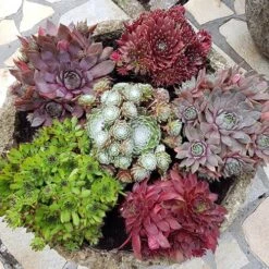 Ultimate 'Chick Charms' Sempervivums Collection -You Garden 560537 2