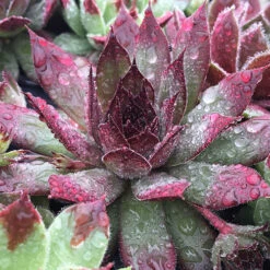 Ultimate 'Chick Charms' Sempervivums Collection -You Garden 560537 3