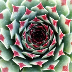 Ultimate 'Chick Charms' Sempervivums Collection -You Garden 560537 4