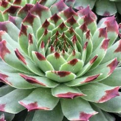 Ultimate 'Chick Charms' Sempervivums Collection -You Garden 560537 5