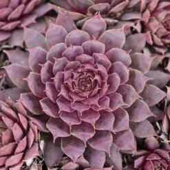 Ultimate 'Chick Charms' Sempervivums Collection -You Garden 560537 6