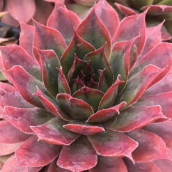 Ultimate 'Chick Charms' Sempervivums Collection -You Garden 560537 7