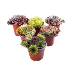 Ultimate 'Chick Charms' Sempervivums Collection -You Garden 560537 8