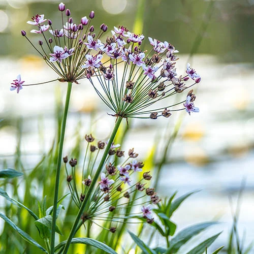 Pond Plant Collection 3 Pond Plant Collection - Image 3