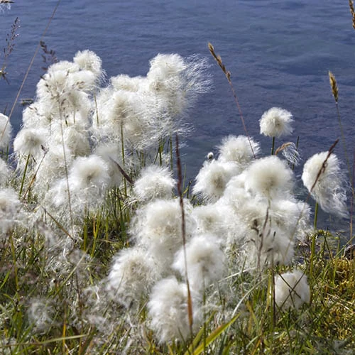 Pond Plant Collection 7 Pond Plant Collection - Image 7
