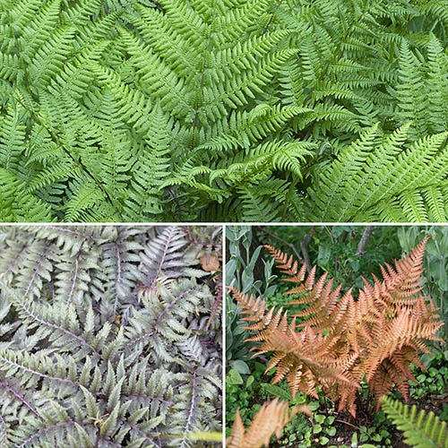 Colourful Hardy Fern Collection 1 Colourful Hardy Fern Collection
