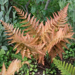 Colourful Hardy Fern Collection 7 Colourful Hardy Fern Collection -You Garden 560578 2
