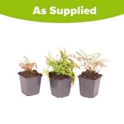 Colourful Hardy Fern Collection 9 Colourful Hardy Fern Collection -You Garden 560578 4