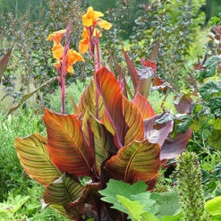 Canna 'Tropicanna' 9cm -You Garden 560606 2