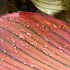 Canna 'Tropicanna' 9cm -You Garden 560606 3