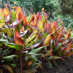 Canna 'Tropicanna' 9cm -You Garden 560606 4