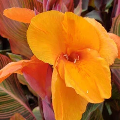 Canna 'Tropicanna' 9cm -You Garden 560606 5