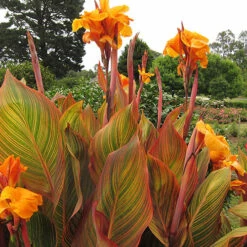 Canna 'Tropicanna' 9cm -You Garden 560606 6