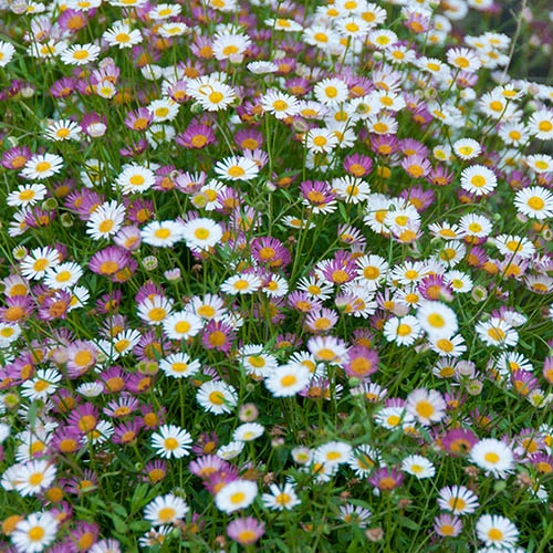 Erigeron Karvinskianus 'Profusion' Mexican Fleabane 1 Erigeron Karvinskianus 'Profusion' Mexican Fleabane