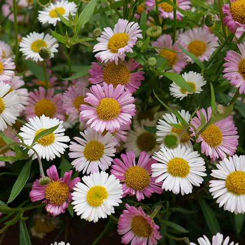 Erigeron Karvinskianus 'Profusion' Mexican Fleabane 2 Erigeron Karvinskianus 'Profusion' Mexican Fleabane - Image 2