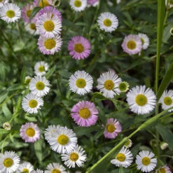 Erigeron Karvinskianus 'Profusion' Mexican Fleabane 6 Erigeron Karvinskianus 'Profusion' Mexican Fleabane -You Garden 560640 2