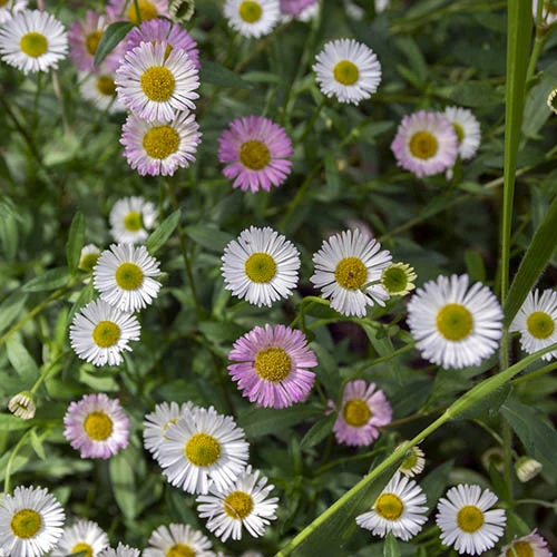 Erigeron Karvinskianus 'Profusion' Mexican Fleabane 3 Erigeron Karvinskianus 'Profusion' Mexican Fleabane - Image 3