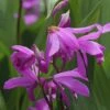 Bletilla Striata 'Blue Dragon'