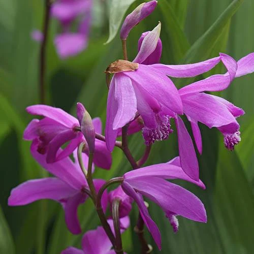 Bletilla Striata 'Blue Dragon' 1 Bletilla Striata 'Blue Dragon'