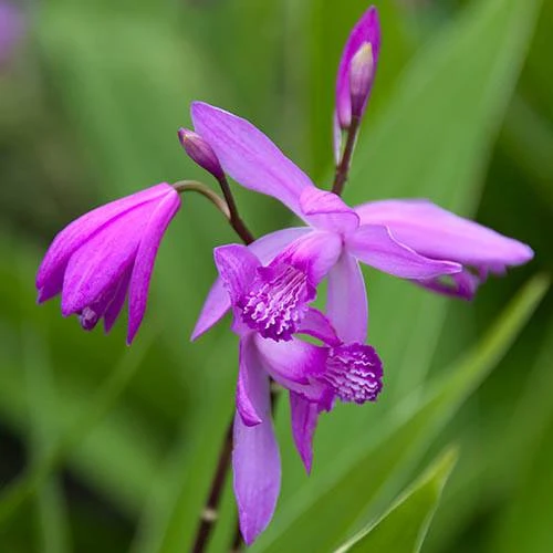 Bletilla Striata 'Blue Dragon' 2 Bletilla Striata 'Blue Dragon' - Image 2