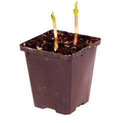 Bletilla Striata 'Blue Dragon' 7 Bletilla Striata 'Blue Dragon' -You Garden 560650 3