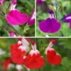 Salvia 'Lips' Collection