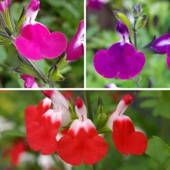 Salvia 'Lips' Collection