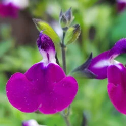 Salvia 'Lips' Collection 9 Salvia 'Lips' Collection -You Garden 560668 2