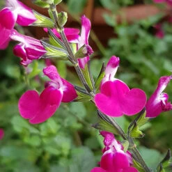 Salvia 'Lips' Collection 10 Salvia 'Lips' Collection -You Garden 560668 3