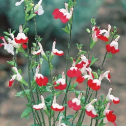 Salvia 'Lips' Collection 11 Salvia 'Lips' Collection -You Garden 560668 4