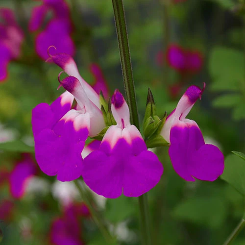 Salvia 'Lips' Collection 6 Salvia 'Lips' Collection - Image 6