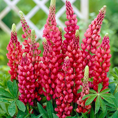 Hardy Lupin 'Gallery' Series 2 Hardy Lupin 'Gallery' Series - Image 2