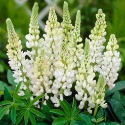 Hardy Lupin 'Gallery' Series 7 Hardy Lupin 'Gallery' Series -You Garden 560709 2