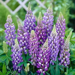 Hardy Lupin 'Gallery' Series 8 Hardy Lupin 'Gallery' Series -You Garden 560709 3