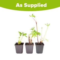 Hardy Lupin 'Gallery' Series 9 Hardy Lupin 'Gallery' Series -You Garden 560709 4