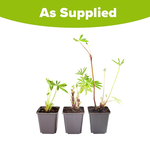 Hardy Lupin 'Gallery' Series 5 Hardy Lupin 'Gallery' Series - Image 5