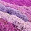 Carpet Phlox Collection