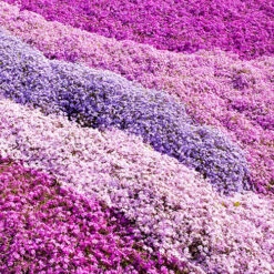 Carpet Phlox Collection