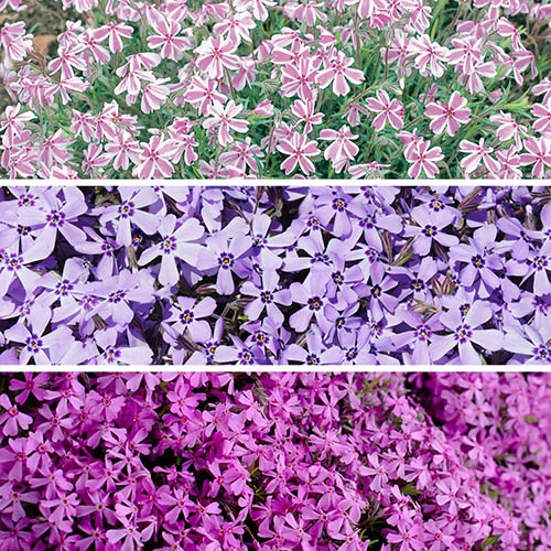 Carpet Phlox Collection 2 Carpet Phlox Collection - Image 2