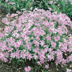 Carpet Phlox Collection 8 Carpet Phlox Collection -You Garden 560712 2