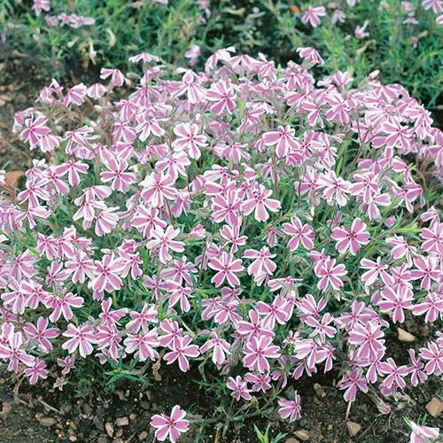 Carpet Phlox Collection 3 Carpet Phlox Collection - Image 3
